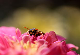 Yellow Jacket Wasp perched on purple petaled flower in closeup photography