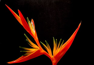 orange and red flower in macro shot photography