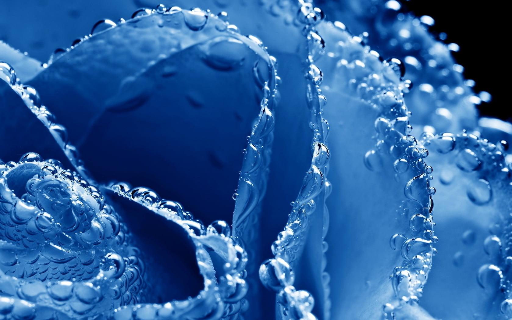 blue Rose flower with dewdrops in closeup photography