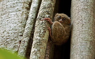 brown Trashier climbing in tree during daytime