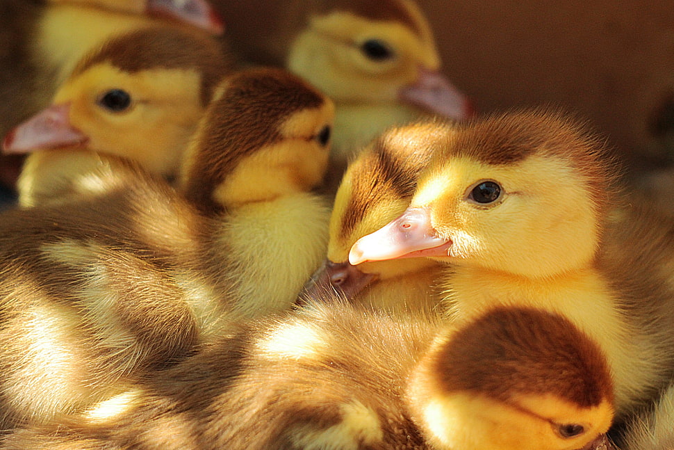 flock of ducks HD wallpaper