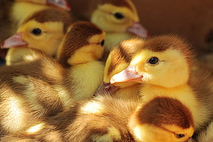flock of ducks HD wallpaper