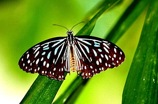 black and white butterfly perched on green elongated leaf, thailand, tirumala