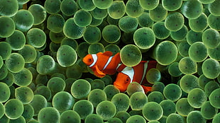 two clown fishes, sea anemones, fish, clownfish, underwater