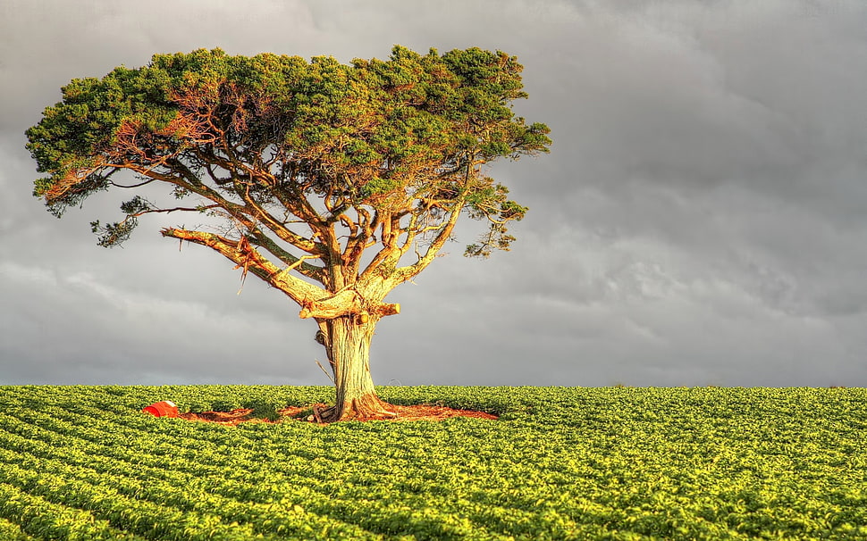 green tree\] HD wallpaper