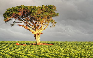 green tree\] HD wallpaper