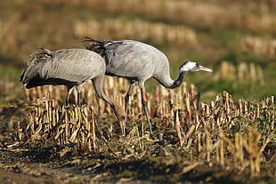 two cranes walking on ground