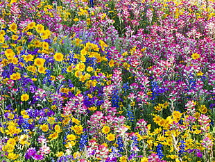 pink, yellow, and blue petaled flowers