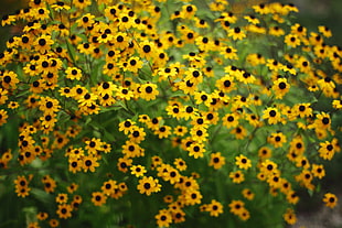 bed of Black-Eyed Susan flowers HD wallpaper