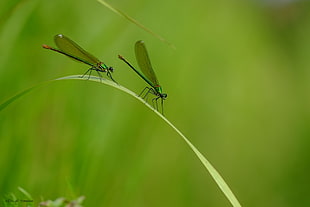 macro photo of two dragonflies HD wallpaper