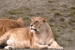 brown Liger, lioness HD wallpaper