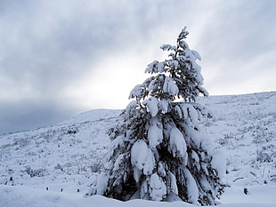 snow covered pine tree HD wallpaper