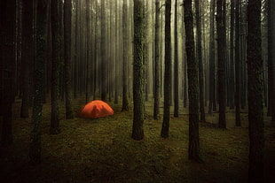 orange tent in the middle of trees in forest, nature, trees, forest, branch