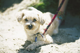 close up photo of short-coated white dog HD wallpaper