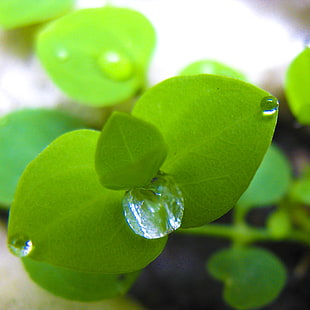 close up photography of green leaf plant