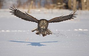 brown owl gliding over white snow during daytime