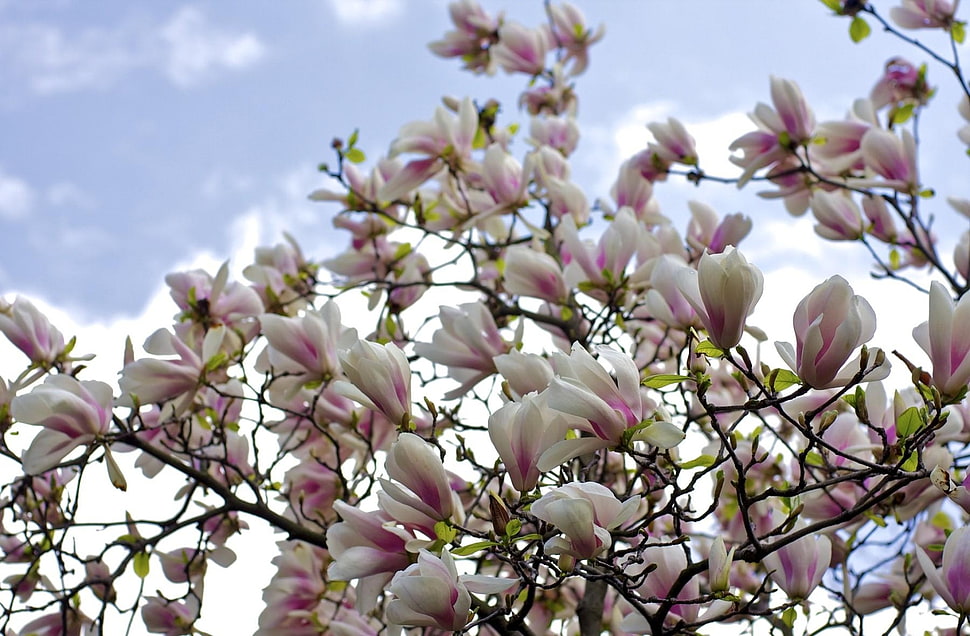 white-and-pink Magnolias closeup photo HD wallpaper