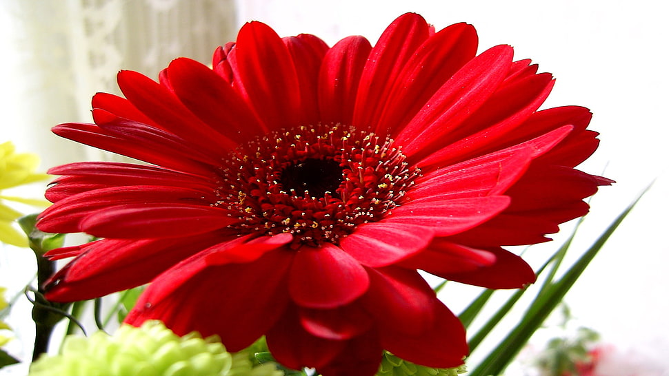 red Gerbera Daisy flower in closeup photo HD wallpaper