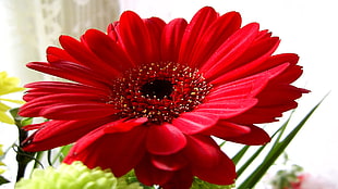 red Gerbera Daisy flower in closeup photo