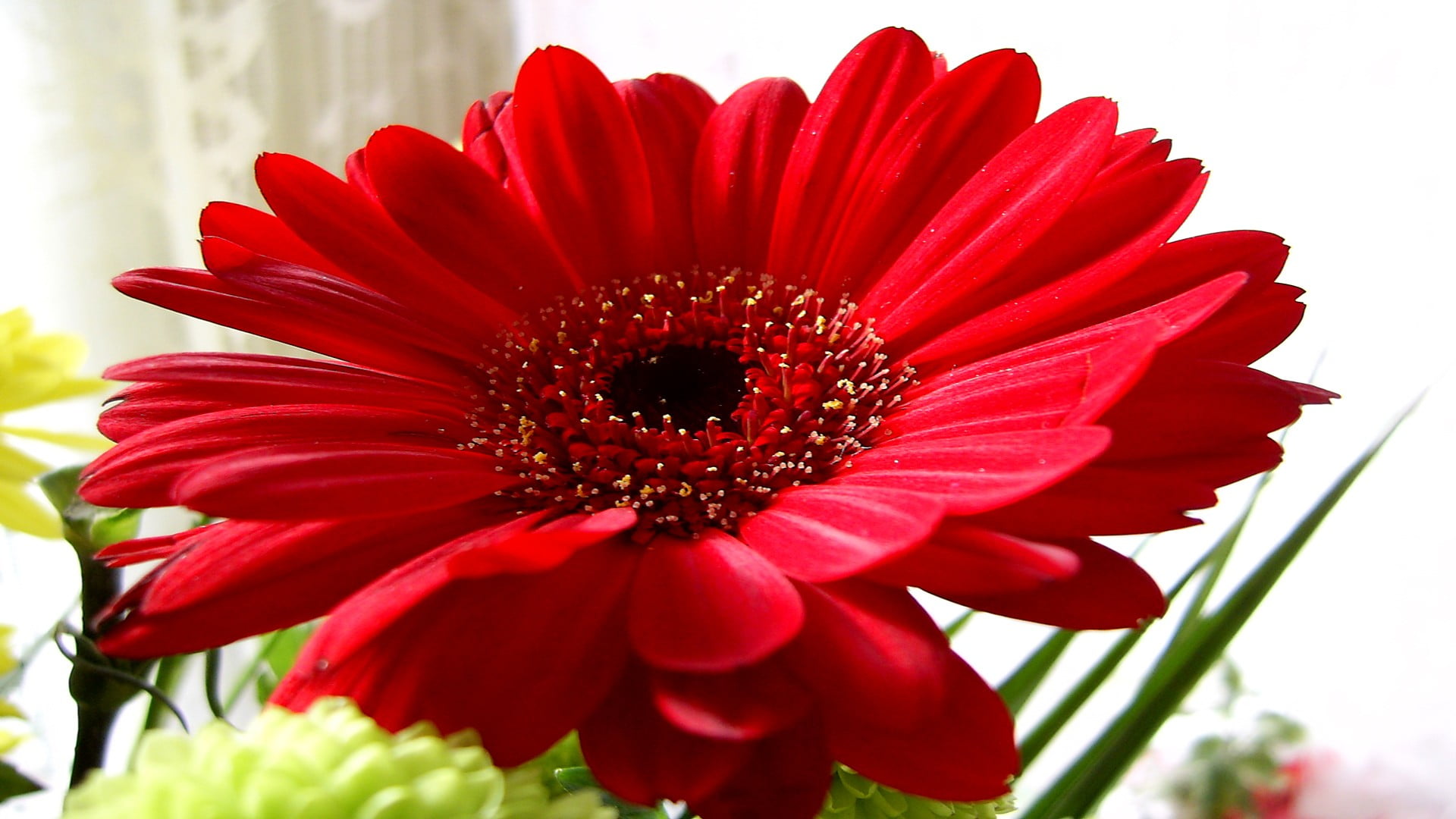 Red Gerbera Daisy Flower In Closeup Photo Hd Wallpaper Wallpaper Flare,Best Canned Cat Food For Constipation