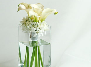 white Calla Lily flower with clear glass vase HD wallpaper