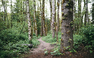 photo of pathway surrounded by trees