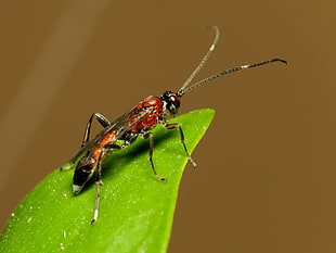 red and brown winged insect on green leaf