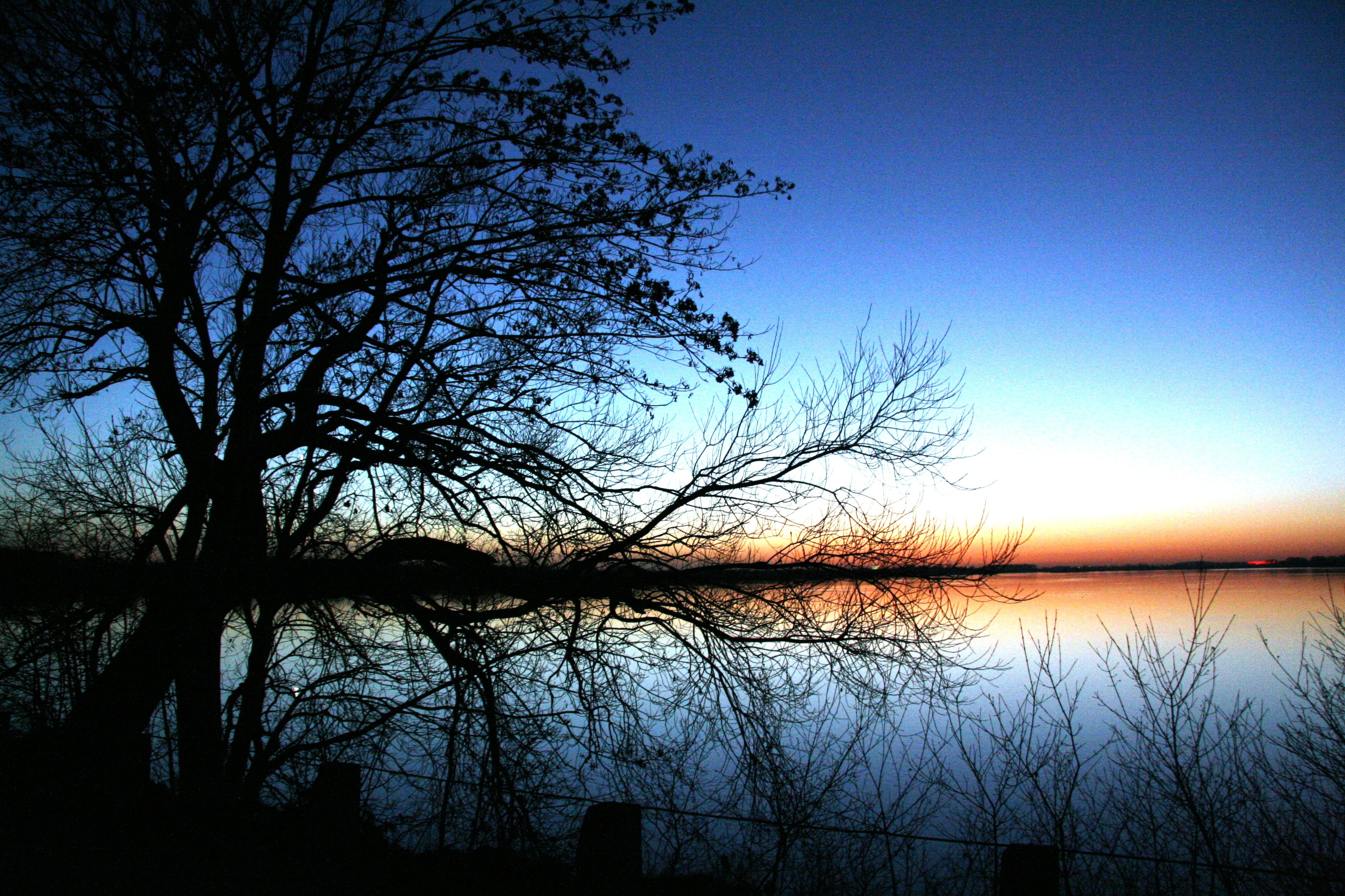 silhouette of bare trees near body of water at golden hour