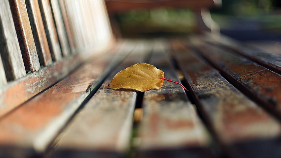 yellow leaf, macro, leaves, blurred, bench HD wallpaper