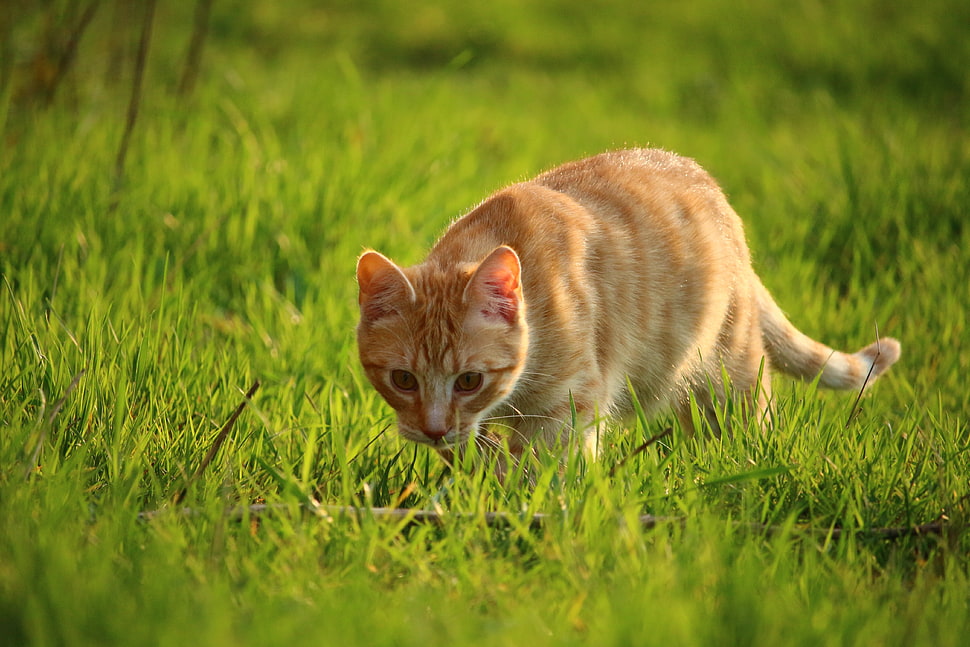 orange tabby cat on green field of grass HD wallpaper