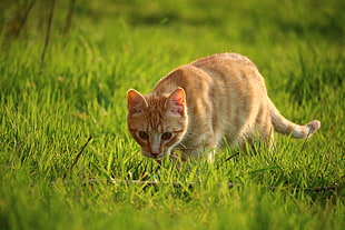 orange tabby cat on green field of grass