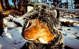 adult brown, white and gray Australian Shepherd in black fur hooded coat close-up photo