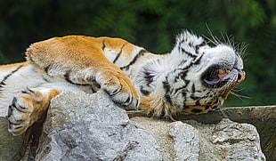 tiger lying on grey rock selective-focus photography