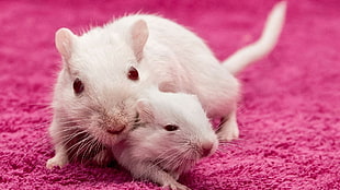 two white mouse on pink rug