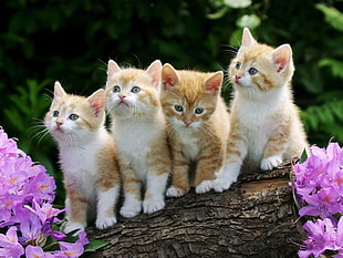 four orange kittens