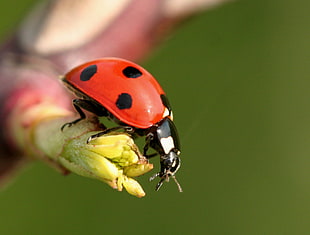 macro photography of Lady Bug, ladybird HD wallpaper