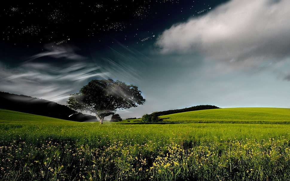 green lawn under cloudy sky HD wallpaper
