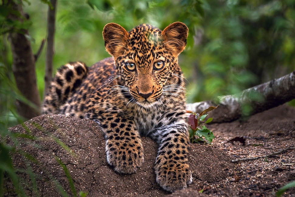 Leopard reclining on rock HD wallpaper