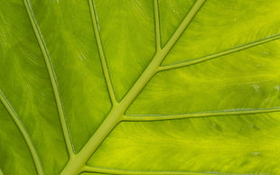 closeup photo of green leaf