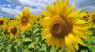 closeup photo of bed of sunflower plants during daytime