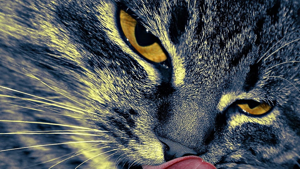 macro photography of Dragon li cat licking HD wallpaper