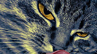 macro photography of Dragon li cat licking