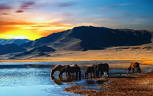 six brown horses drinking water on body of water