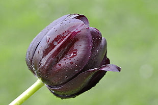 purple tulips photography