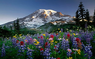 red, white, and purple petaled flower field with green tall trees and snow covering mountain top in a distance