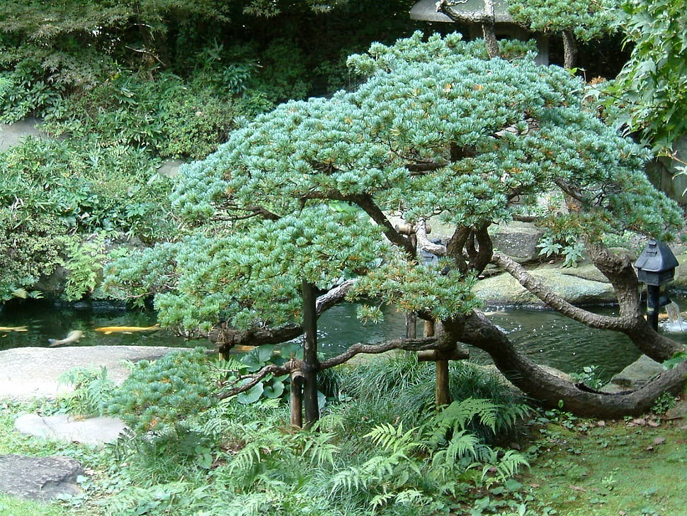 green leafed tree, trees, plants HD wallpaper