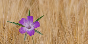 purple petaled flower close up photo