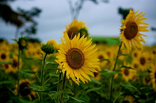 close-up photography of Sunflower, sun flower HD wallpaper