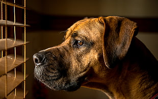 tan Boxer dog facing on venetian blinds