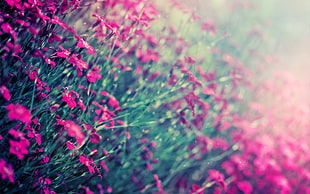 pink cluster flower field photography HD wallpaper
